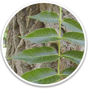 Puravive™  Ingredients Vanilla Planifolia Fruit Extract